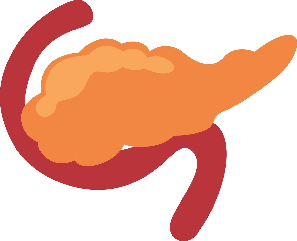 pancreas human organ vector