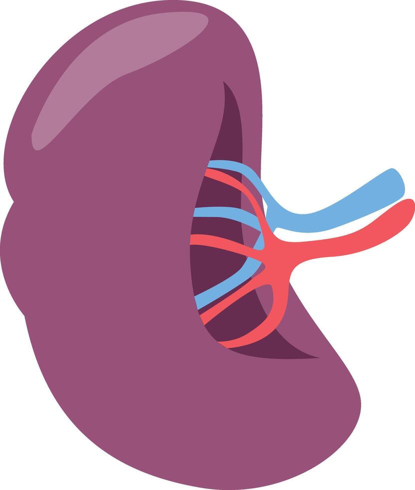 limpa human organ vector
