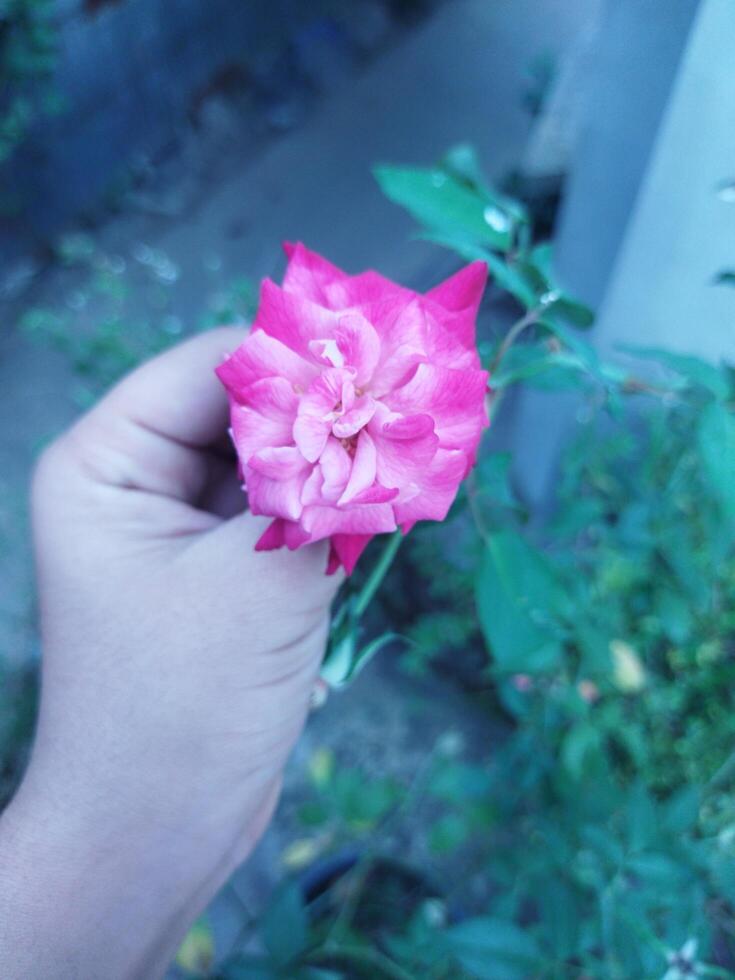 flower with natural background photo