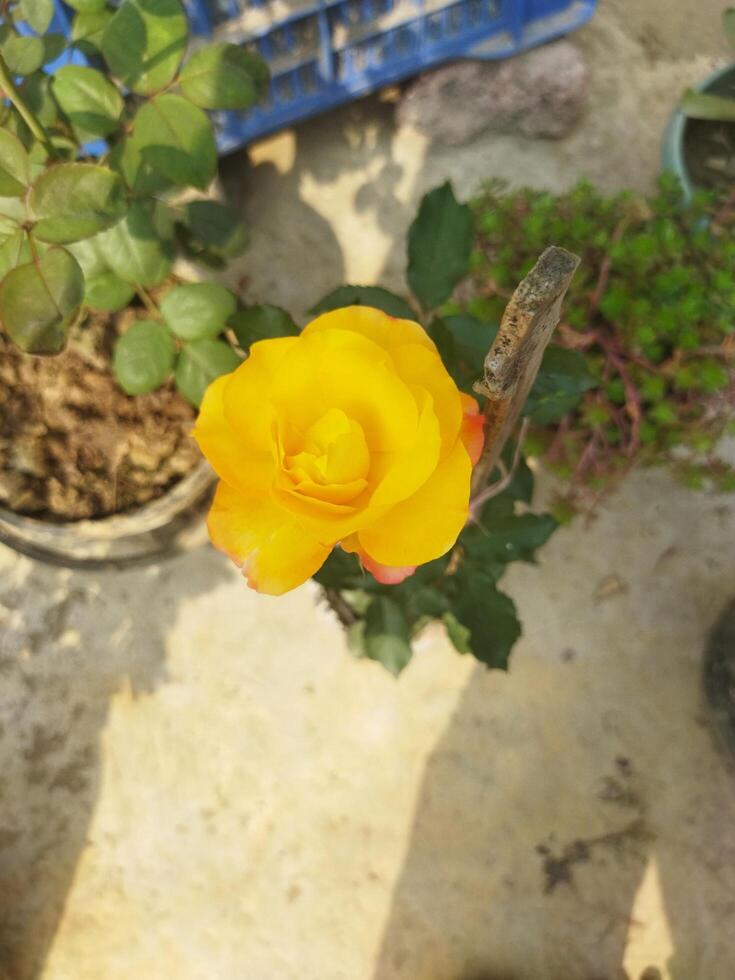 flower with natural background photo