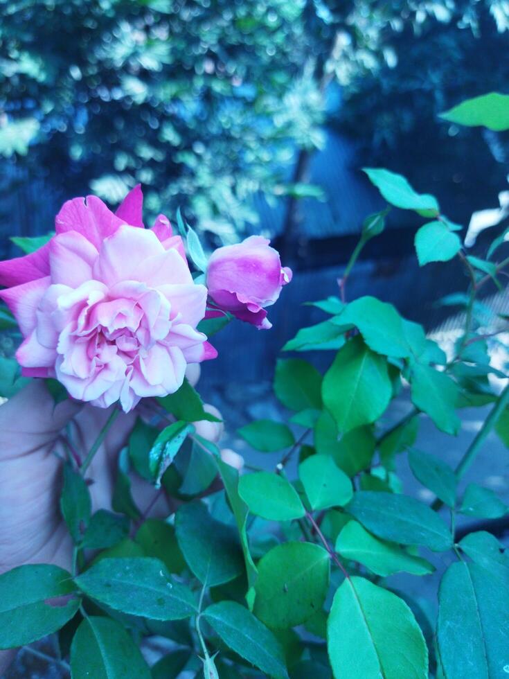 flower with natural background photo