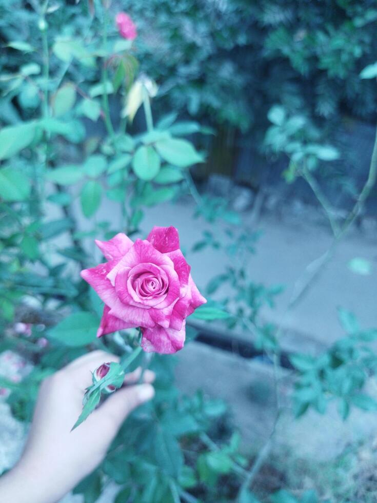 flower with natural background photo