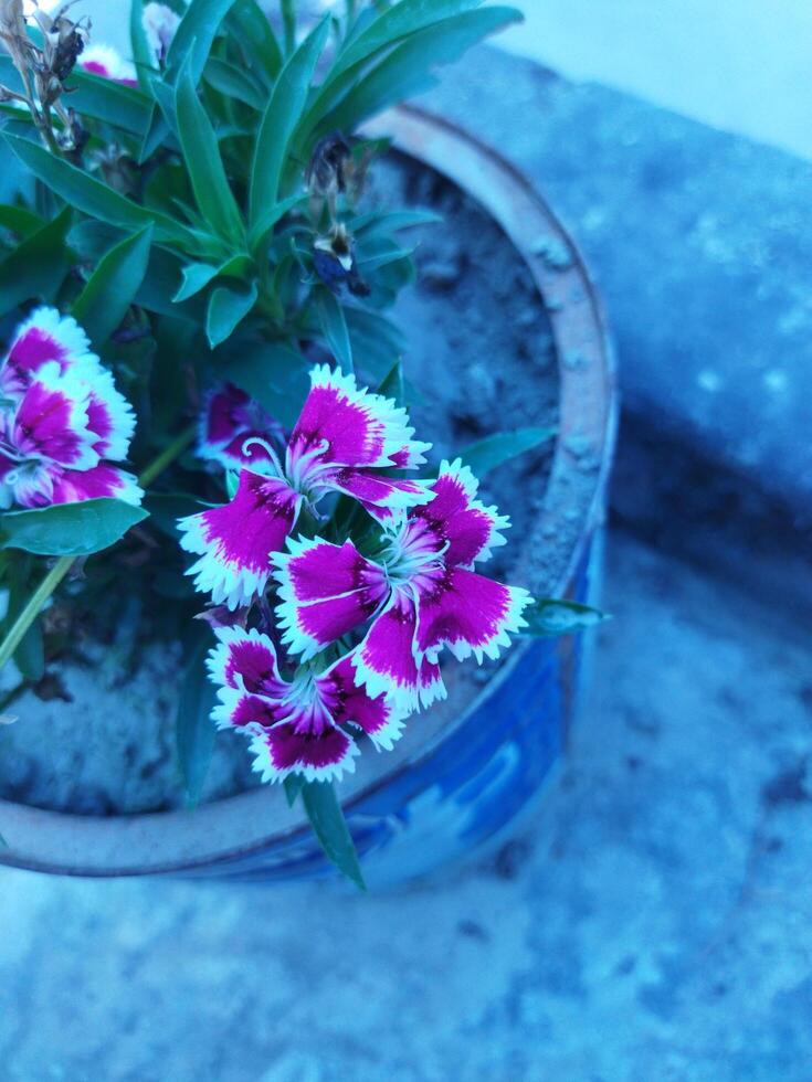 flower with natural background photo