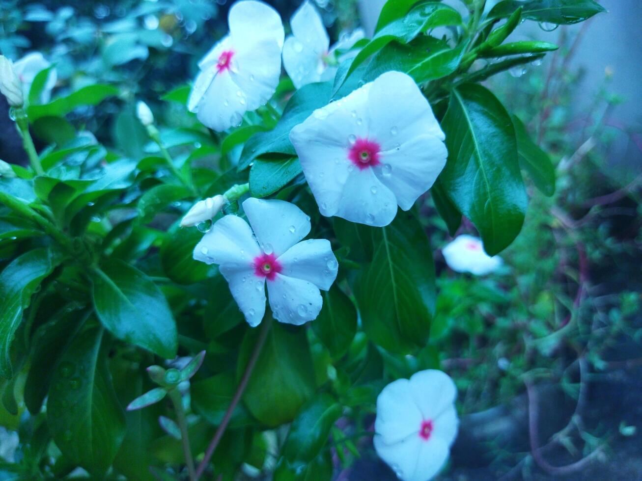 flower with natural background photo