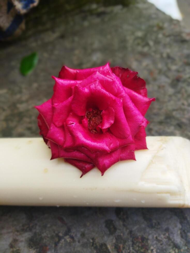 flower with natural background photo