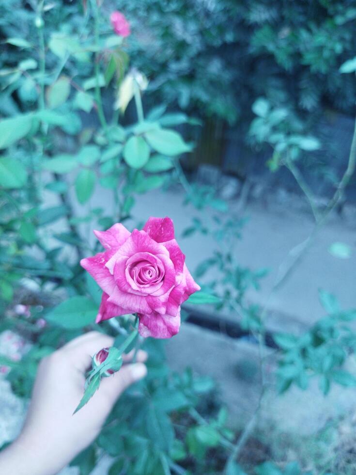 flower with natural background photo