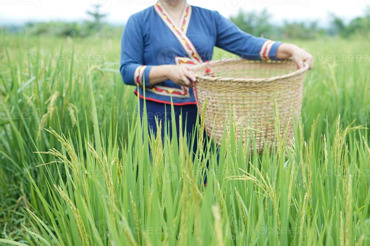 Asian woman farmer is at paddy field, holds basket, visit and take care rice plants after growing and waiting to harvest. Concept, Agricultural lifestyle. Organic farming. Thai farmer. photo