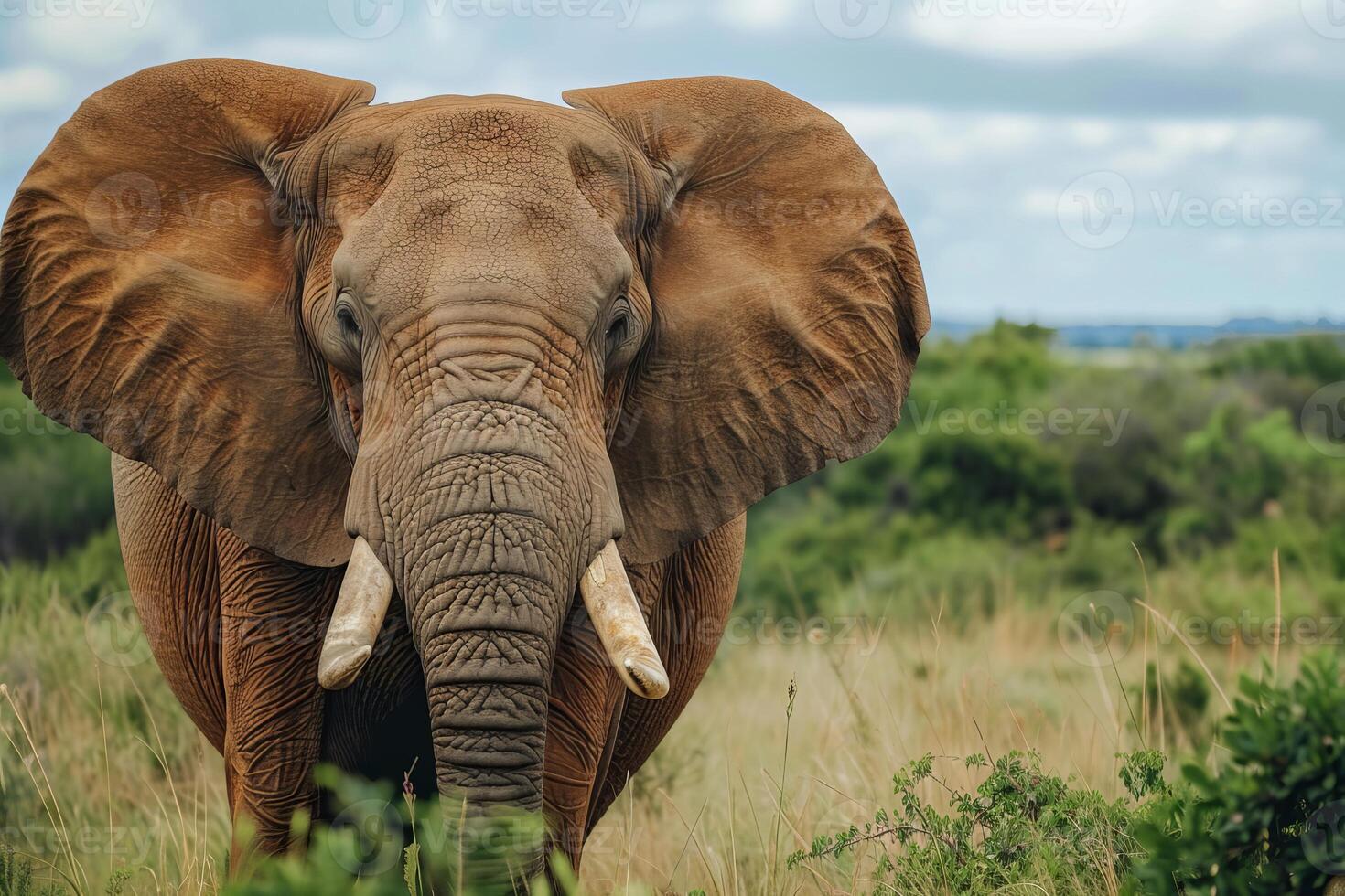 Large african elephant standing in the savannah grassland photo
