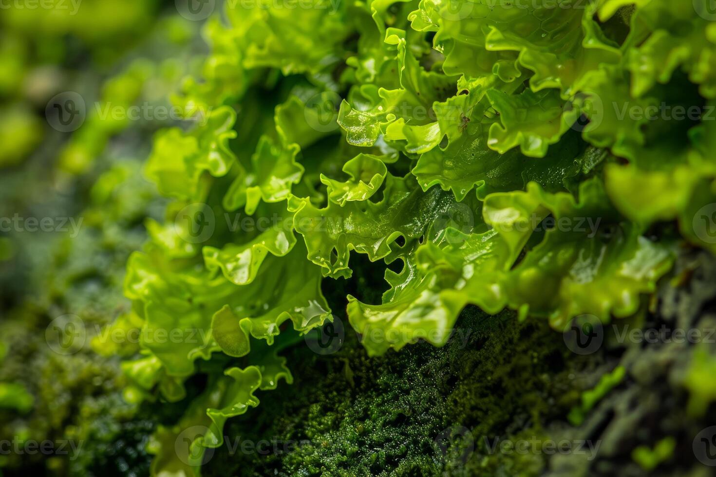Green wavy lettuce leaves growing on moss in garden photo