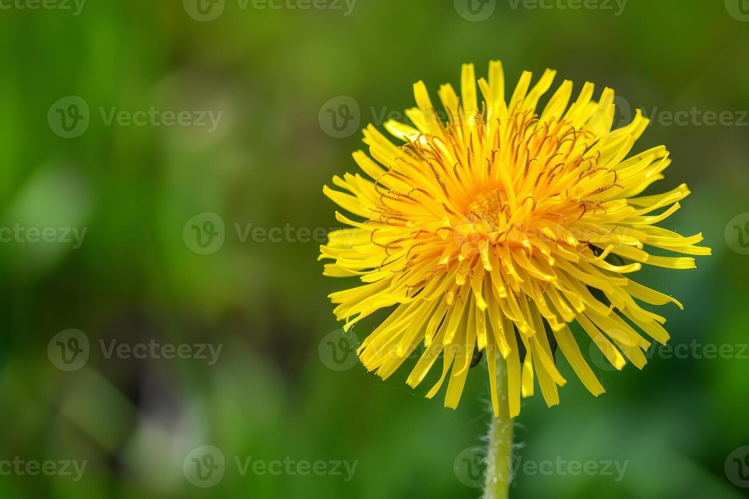 Bright yellow dandelion blooming in green lush meadow photo