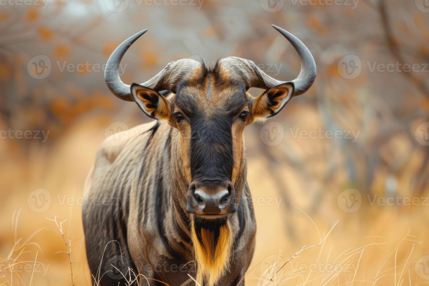 Blue wildebeest standing in tall dry grass on african plain photo