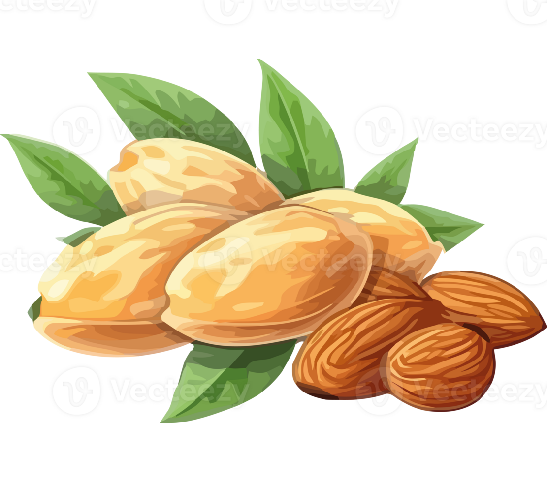 Almonds with leaves and nuts on a transparency background png