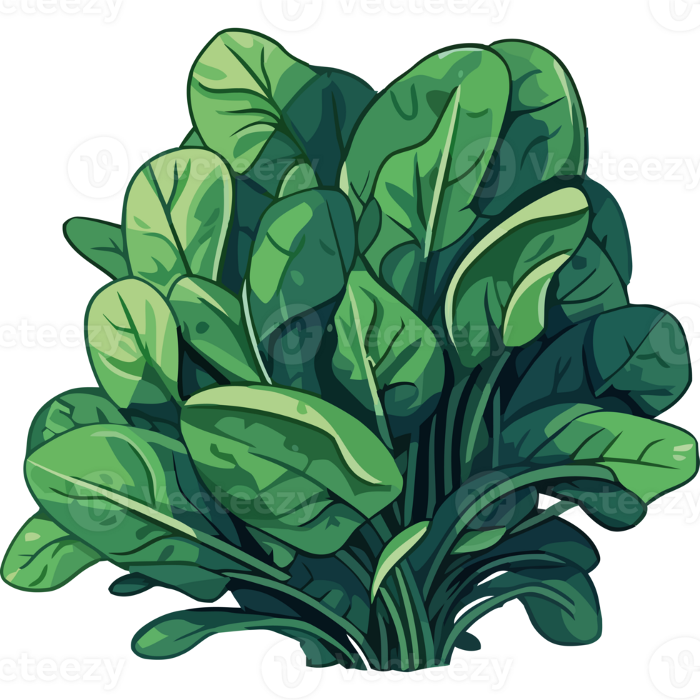 A bunch of spinach on a transparency background png