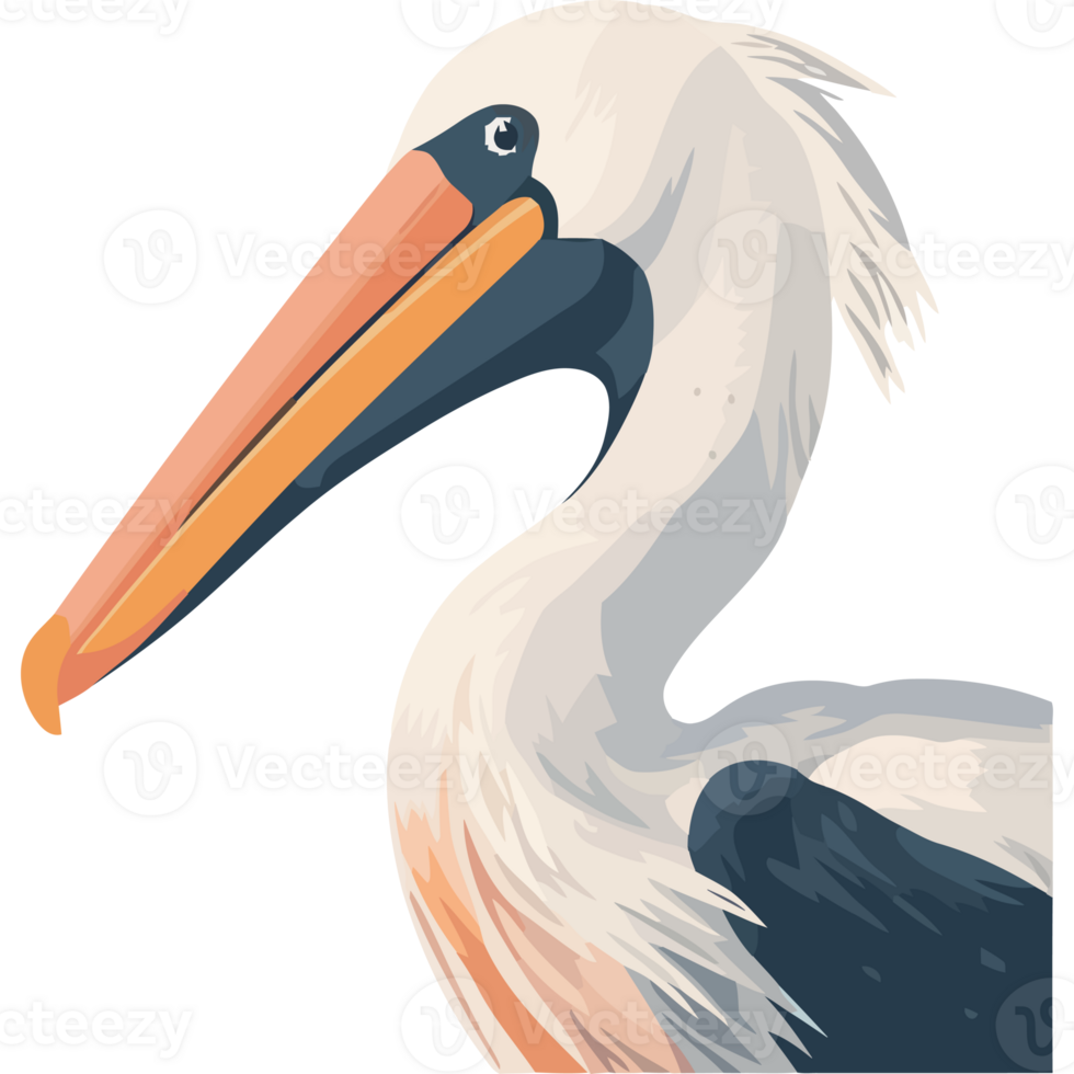 A pelican bird with a long beak png