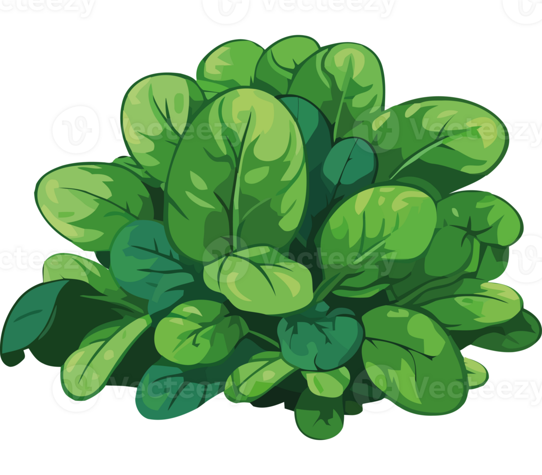 A bunch of green spinach on a transparency background png