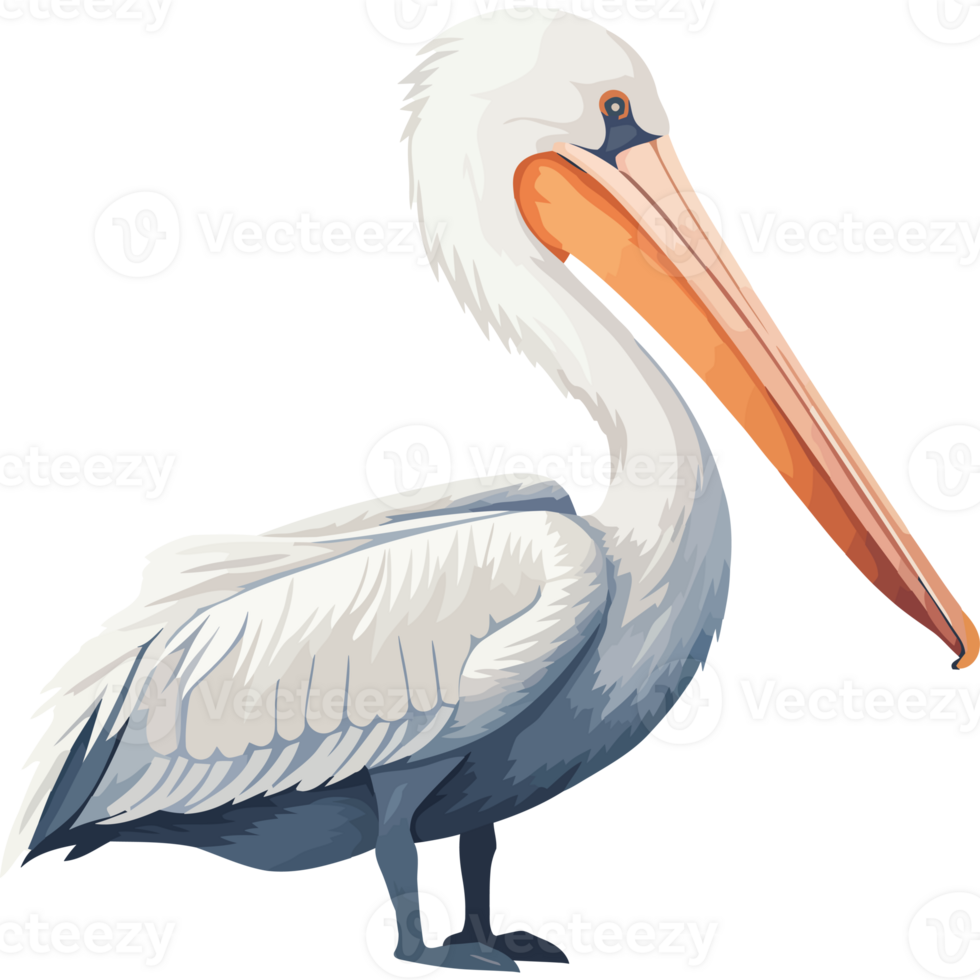 A pelican with a long beak and legs png