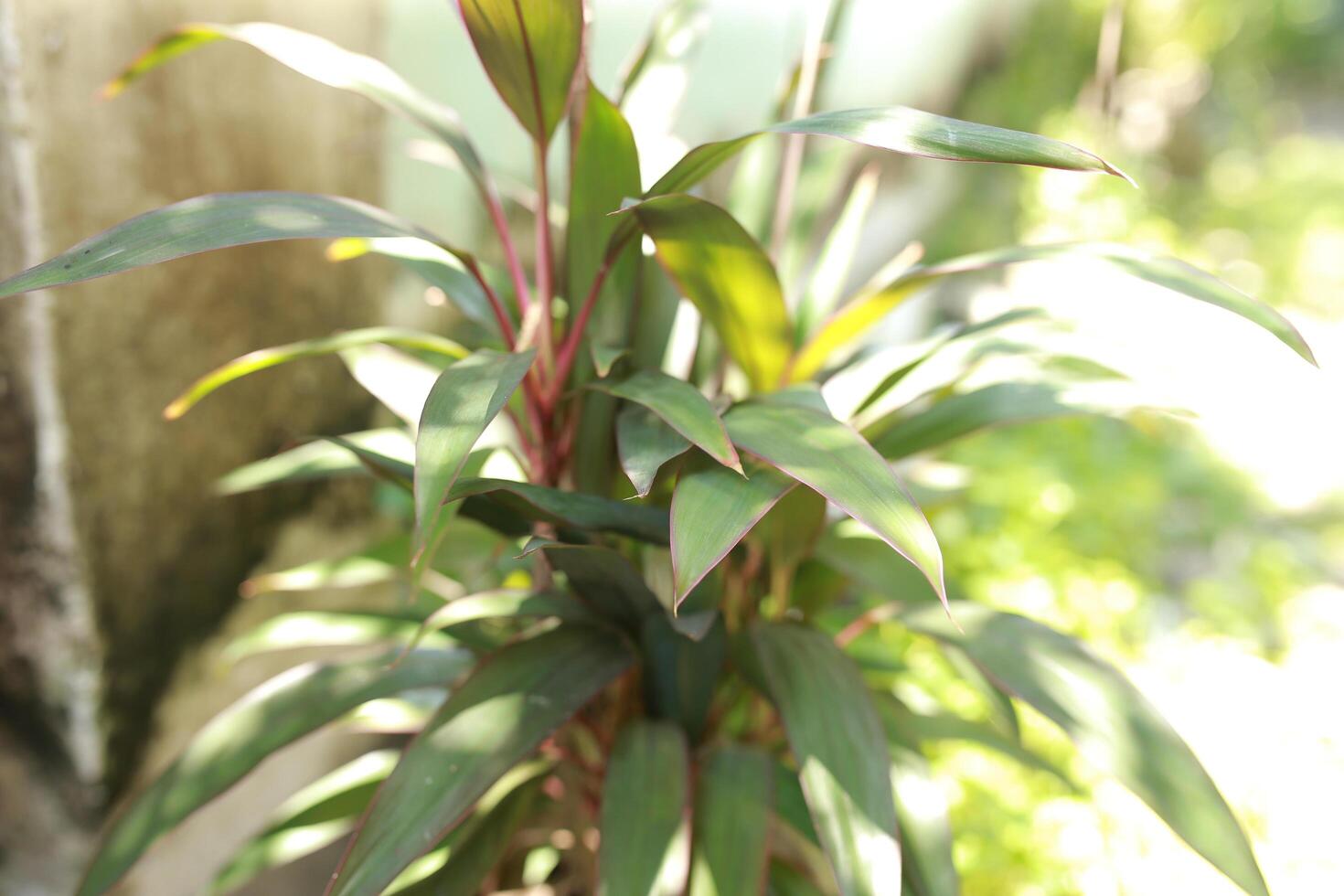 Cordyline fruticosa commonly called ti plant, palm lily, cabbage palm, good luck plant, Convallaria fruticosa L., Asparagus terminalis L. photo