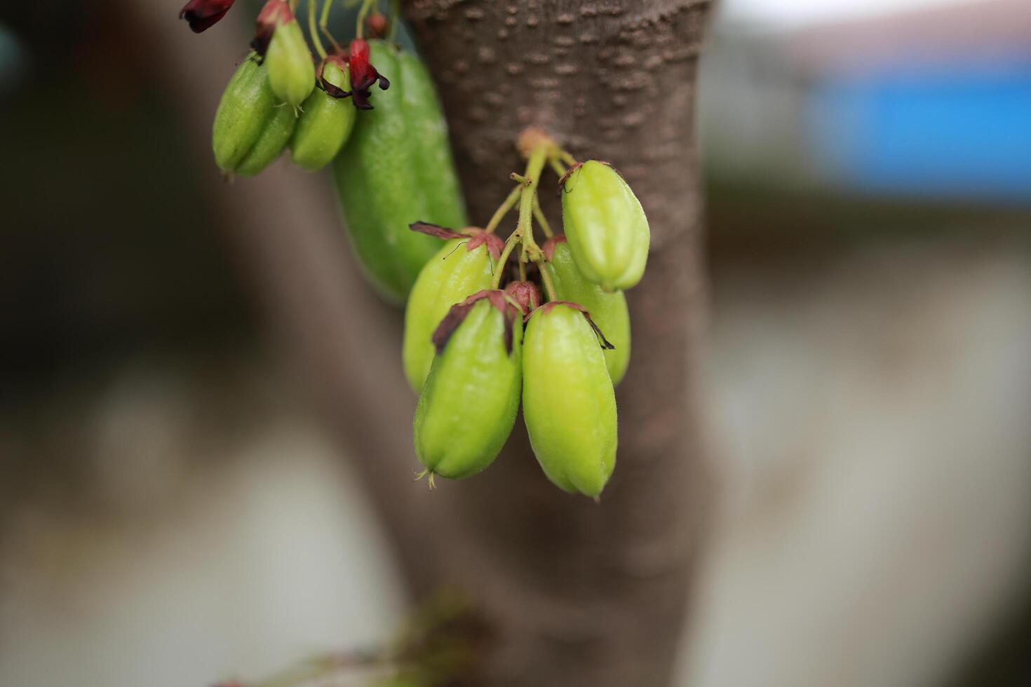Averrhoa bilimbi L or Belimbing wuluh is often called vegetable starfruit or tamarind starfruit because it has a fairly sour taste and is usually used as a cooking spice or herbal concoction fresh. photo