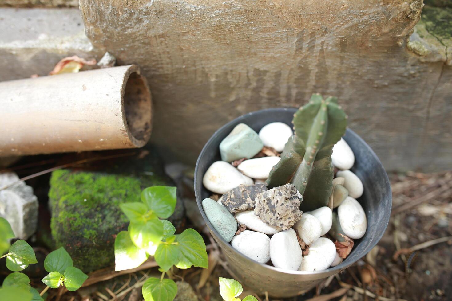 A pot of Opuntia rufida cactus growing photo