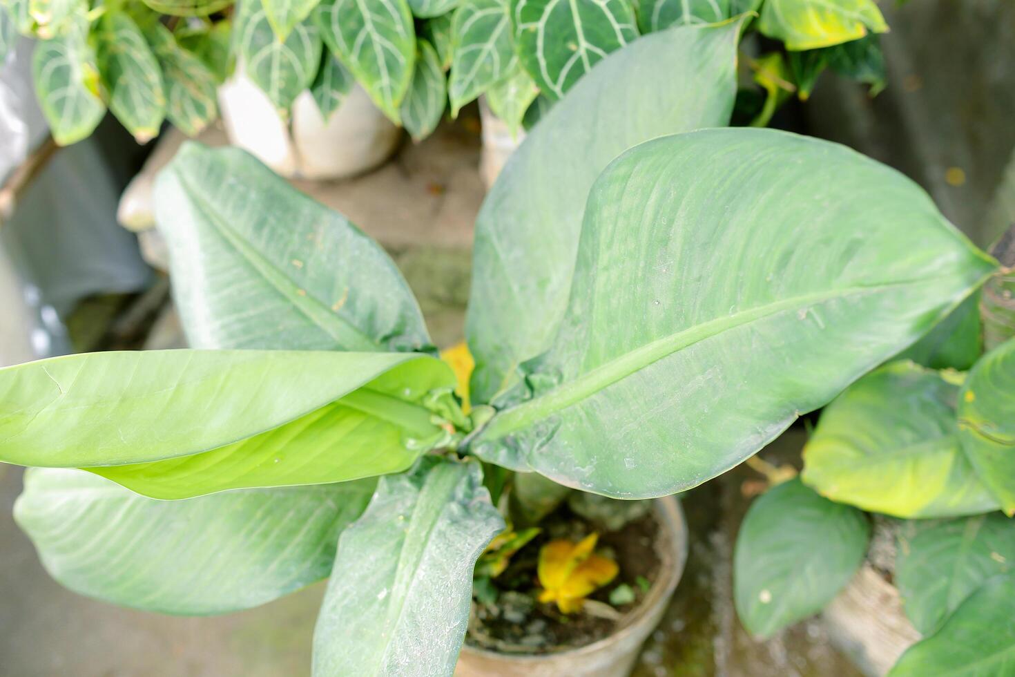 Banana tree saplings compete to develop photo