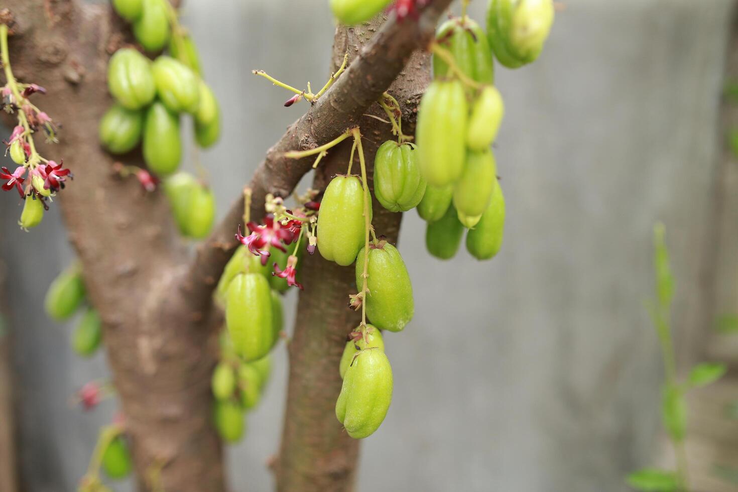 Averrhoa bilimbi L or Belimbing wuluh is often called vegetable starfruit or tamarind starfruit because it has a fairly sour taste and is usually used as a cooking spice or herbal concoction fresh. photo