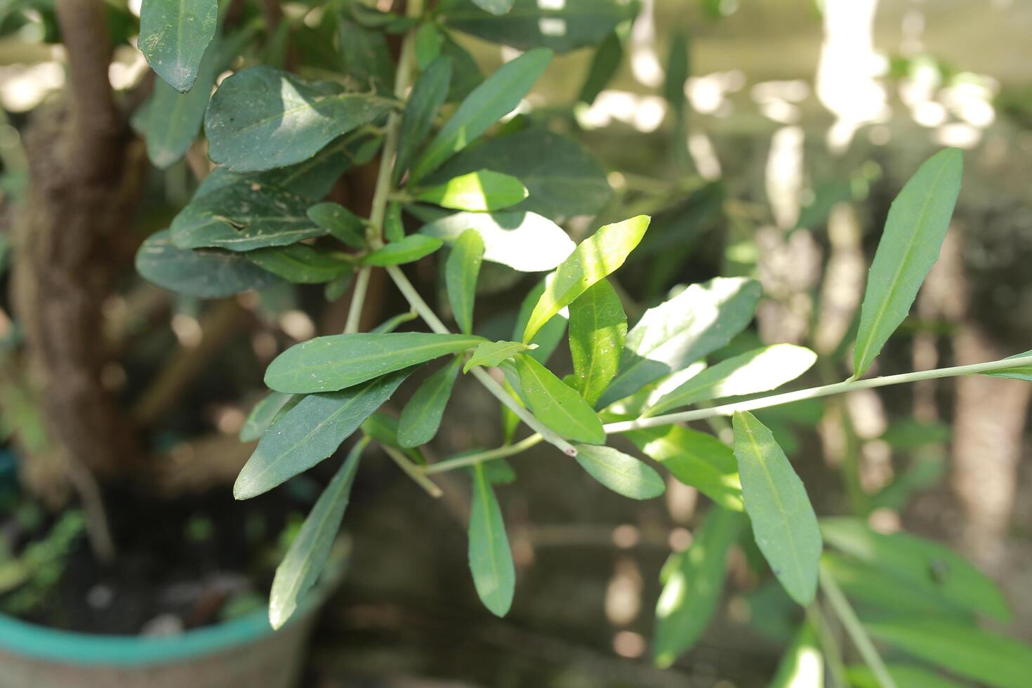 Plants with their long branches and many leaves covering the entire wall. Green vines named Lee Kwan Yew or Vernonia Elliptica. Beautiful hanging vines as curtain creeper plant. Nature background photo