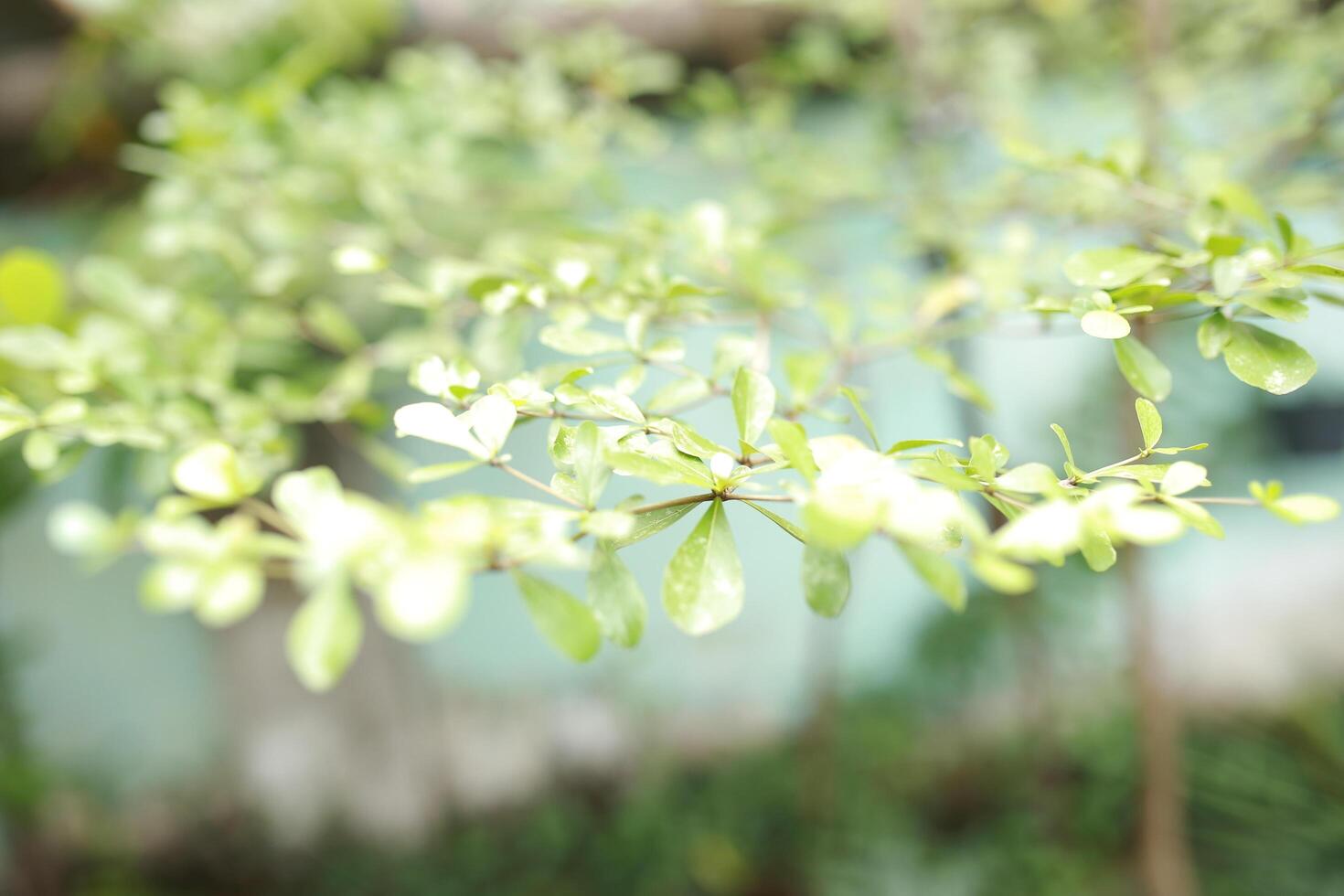close-up of fresh green leaves of Terminalia mantaly or Ketapang Kencana on a tree in a park. not focused background photo
