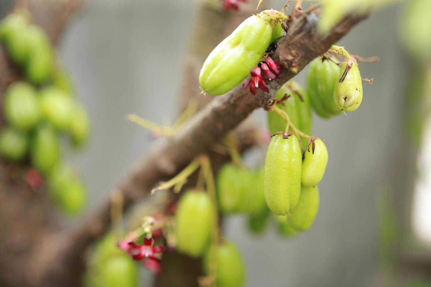 Averrhoa bilimbi L or Belimbing wuluh is often called vegetable starfruit or tamarind starfruit because it has a fairly sour taste and is usually used as a cooking spice or herbal concoction fresh. photo