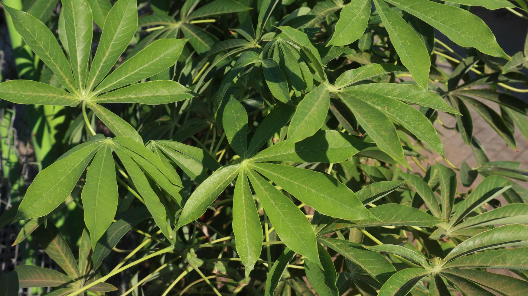 Nature of green casssava leaves with dew in the morning or daun singkong in Indonesian in the morning. photo