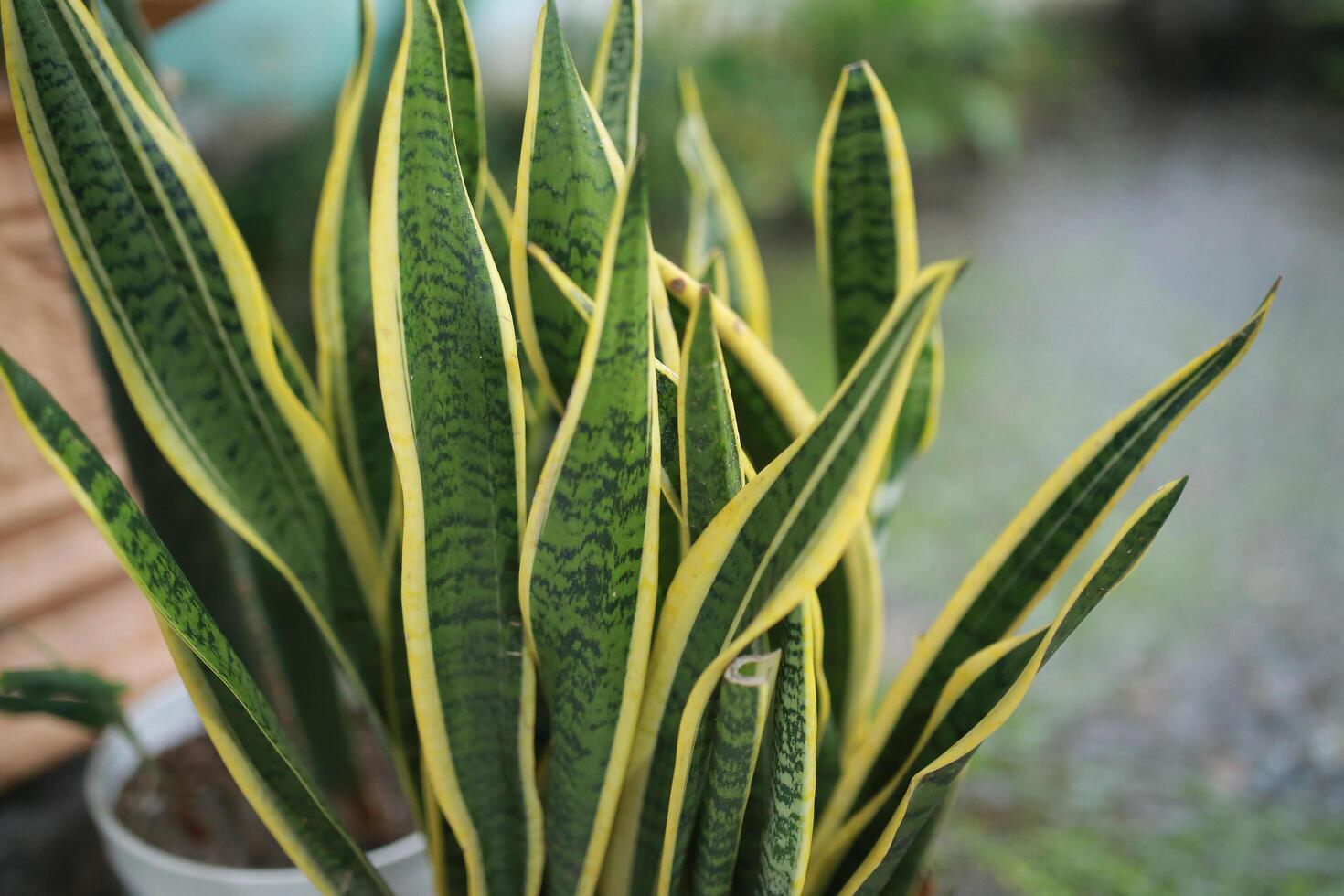 close up of Dracaena trifasciata or Snake plant, also called mother-in-law's tongue hardy houseplant with leaves. photo