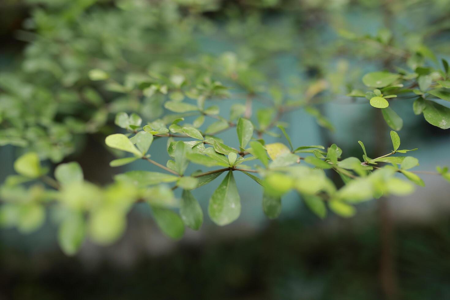 close-up of fresh green leaves of Terminalia mantaly or Ketapang Kencana on a tree in a park. not focused background photo