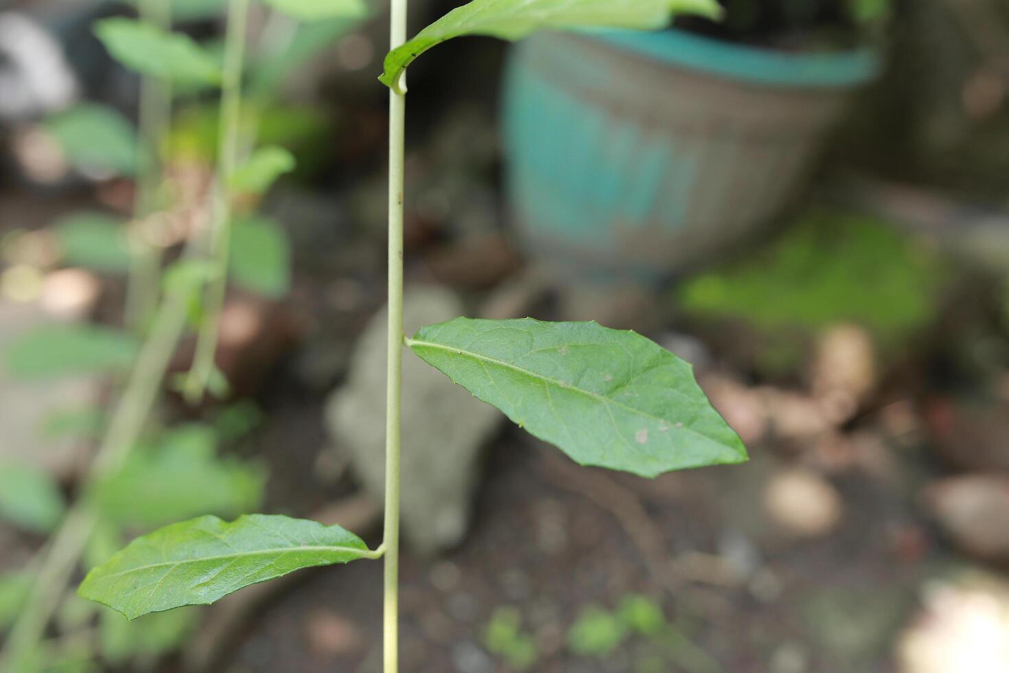 Plants with their long branches and many leaves covering the entire wall. Green vines named Lee Kwan Yew or Vernonia Elliptica. Beautiful hanging vines as curtain creeper plant. Nature background photo