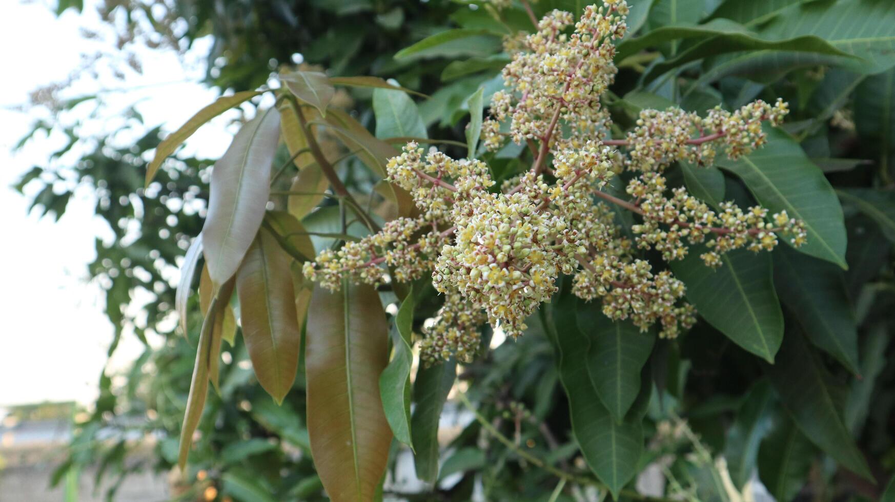 Close up image of blooming mango fruit flowers with its green leaves background. in the afternoun. photo