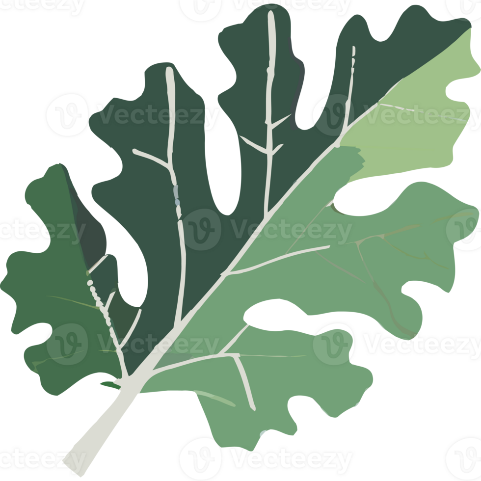 A green leaf with white veins on it png