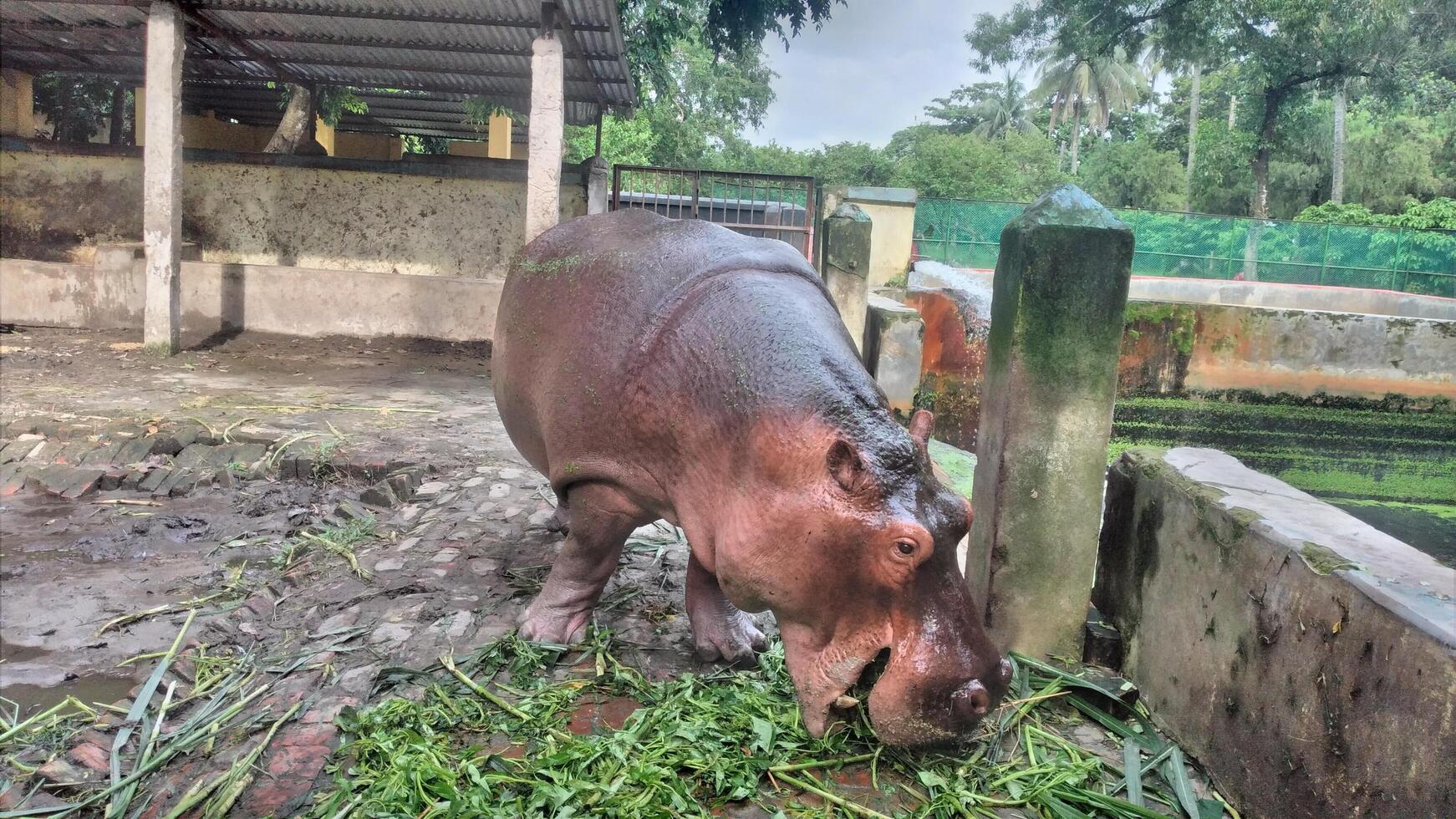 A gigantic hippopotamus eats at the zoo photo
