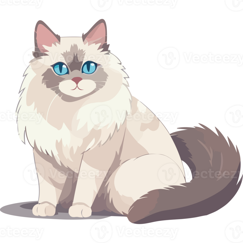 A white and gray cat with blue eyes png