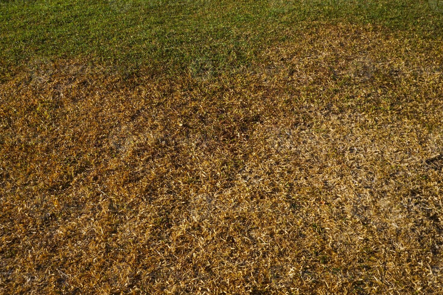 Texture of dry grass and green grass, suitable for background photo