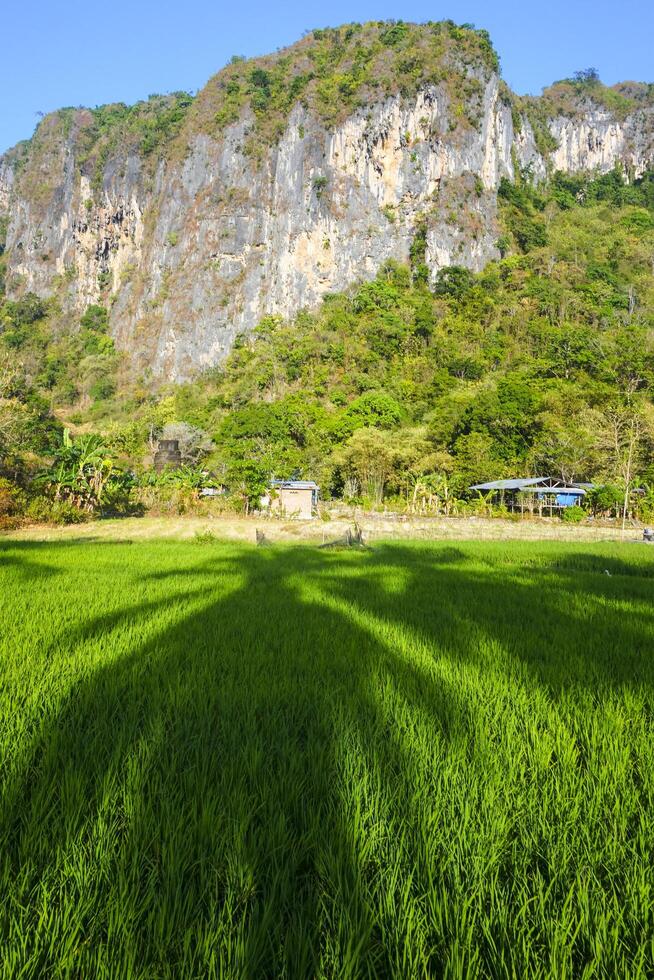 Photo of a view of rice fields with green rice plants in the afternoon