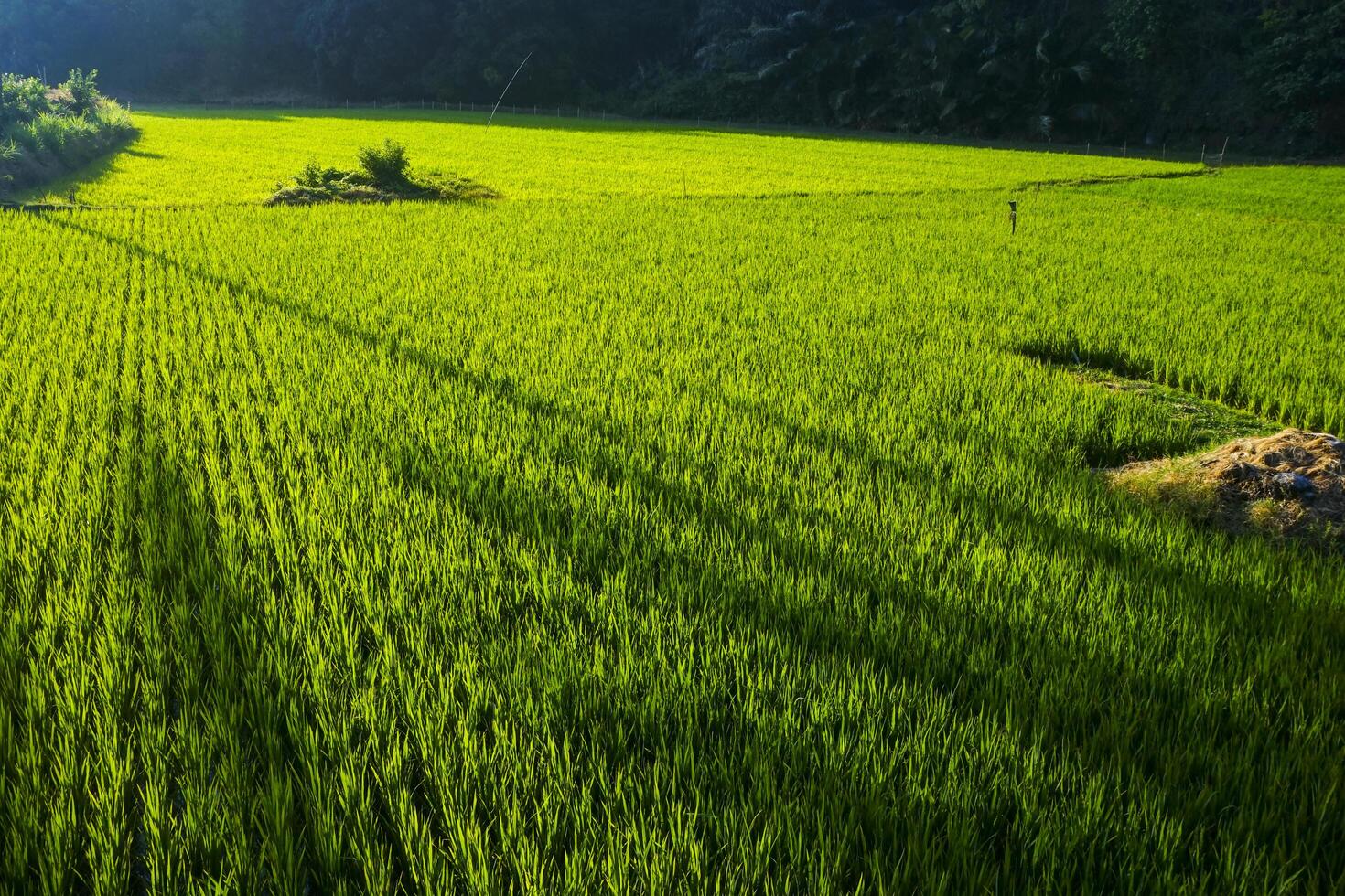 Photo of a view of rice fields with green rice plants in the afternoon