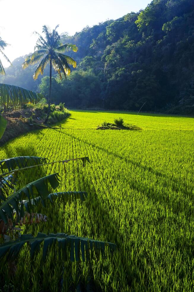 Photo of a view of rice fields with green rice plants in the afternoon