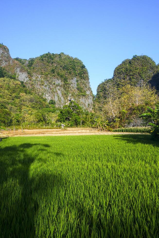 Photo of a view of rice fields with green rice plants in the afternoon