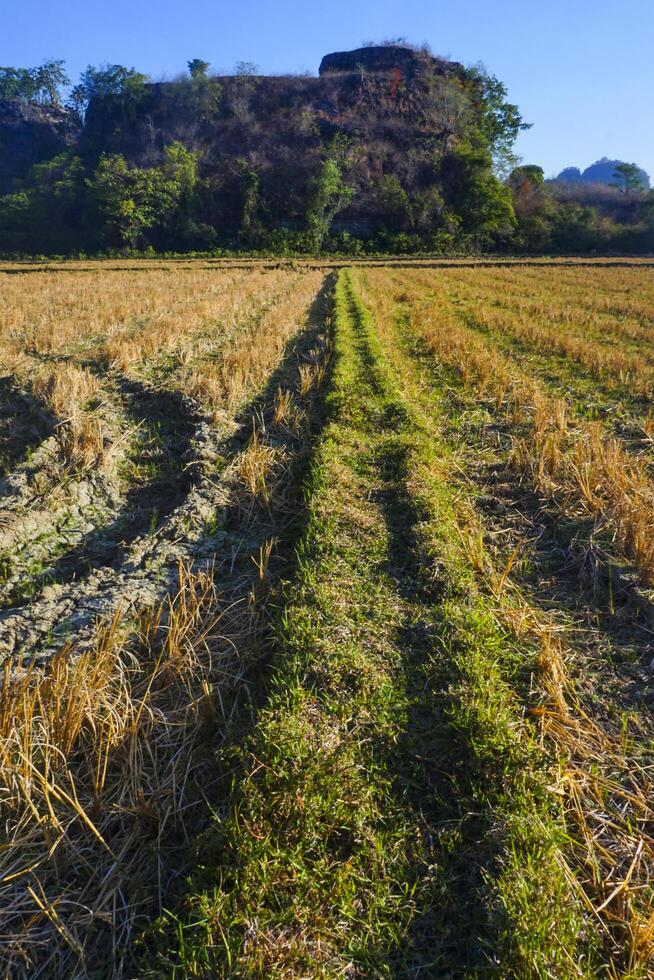 A photo of a dry rice field view is suitable as a background