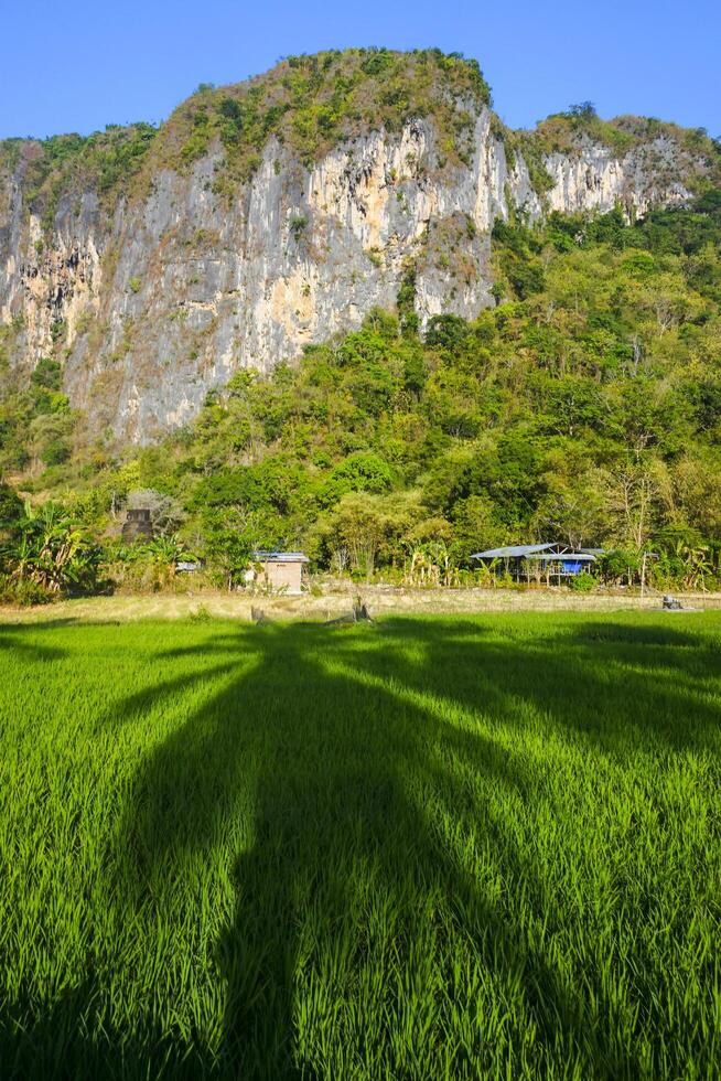 Photo of a view of rice fields with green rice plants in the afternoon