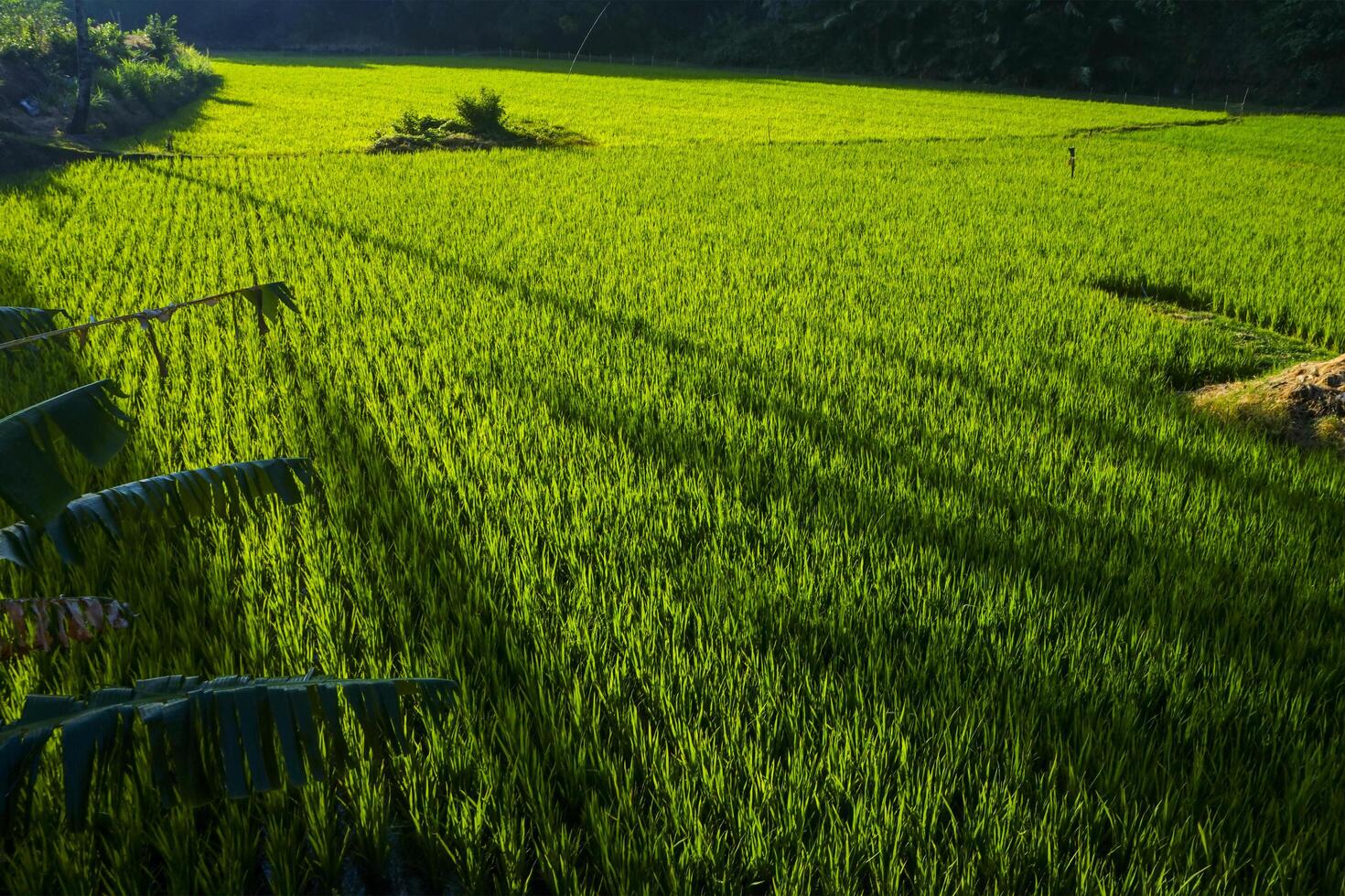 Photo of a view of rice fields with green rice plants in the afternoon