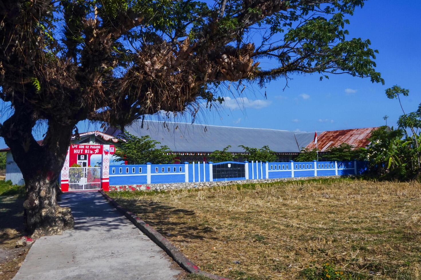 Photo of a large tree and concrete road leading to the school building