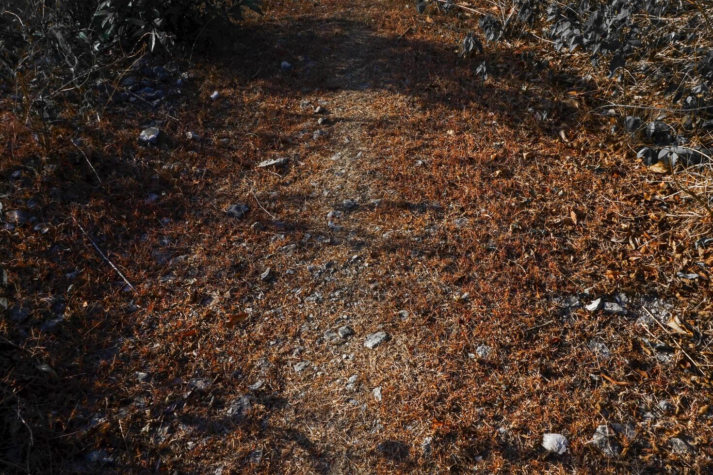 texture of dry grass with red soil, suitable for background photo