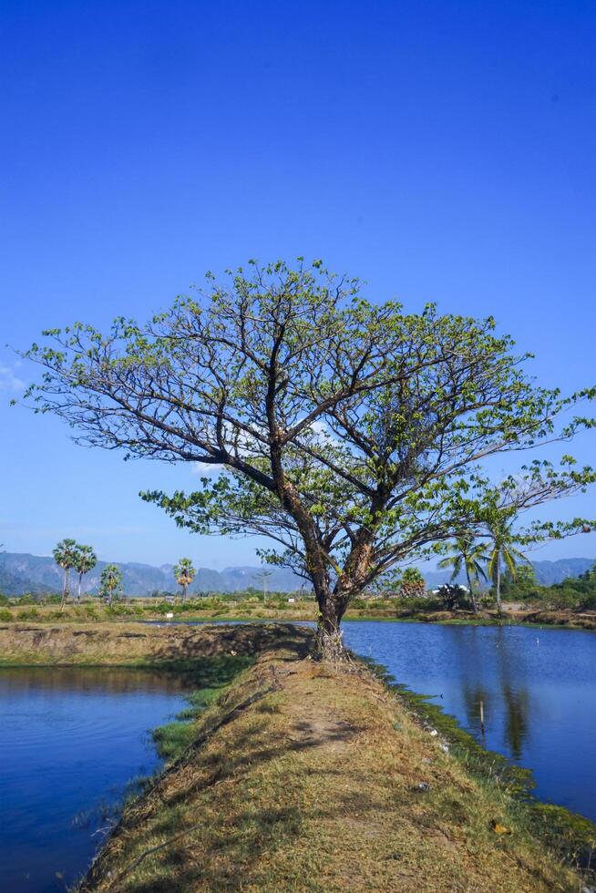 Trees on the edge of the pool embankment that reflect shadows photo