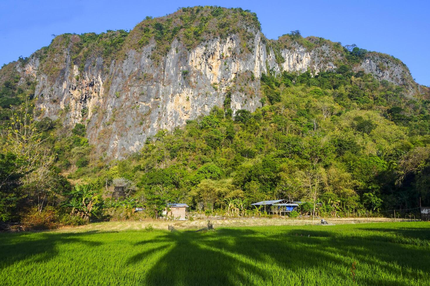 Photo of a view of rice fields with green rice plants in the afternoon