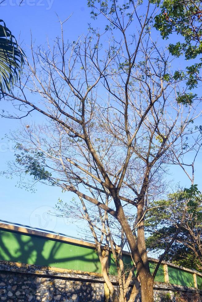 view of dry trees on a sunny day with a blue sky as a background photo