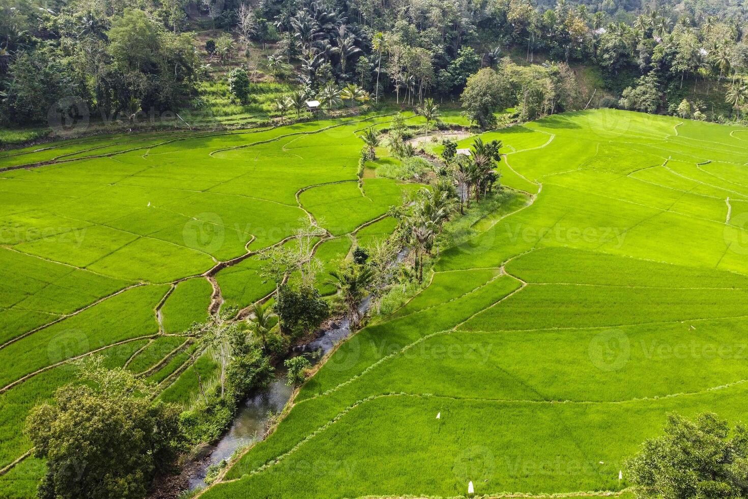 panorama of terraced rice fields seen from a drone's angle on a sunny morning photo